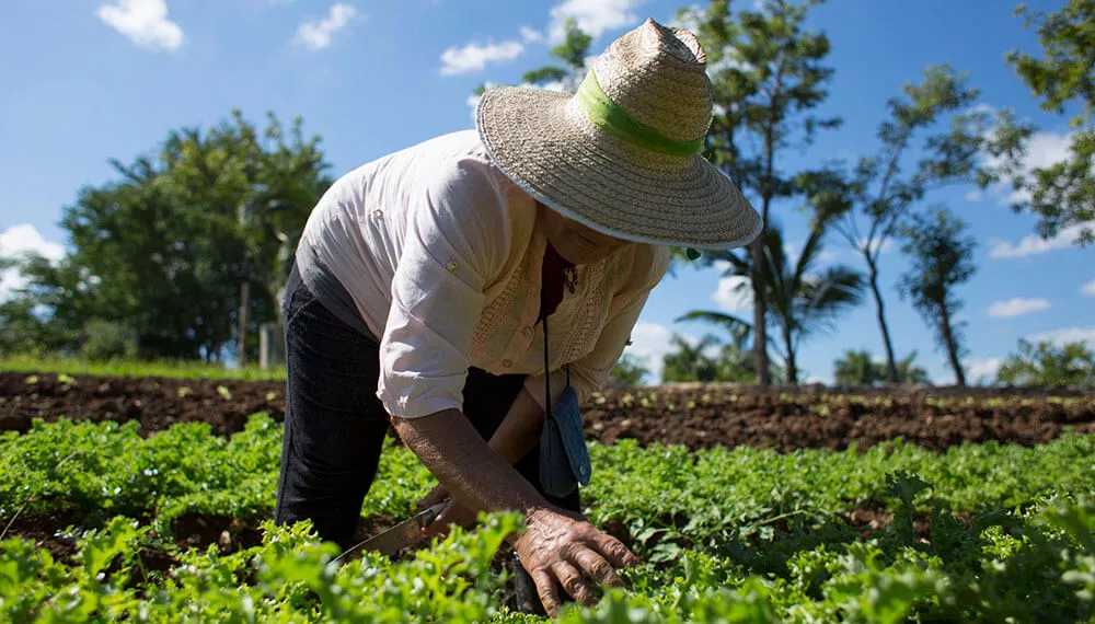 curso-agroecologia-infocampo