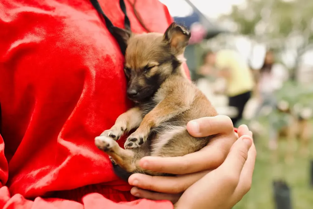 ADOPCIÓN RESPONSABLE (2)