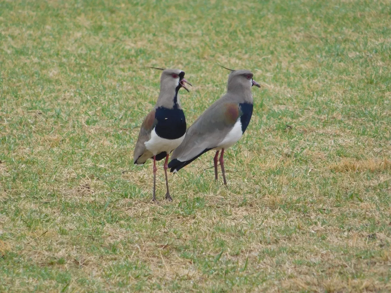 Centro Social Socialeras vs Renato (6)