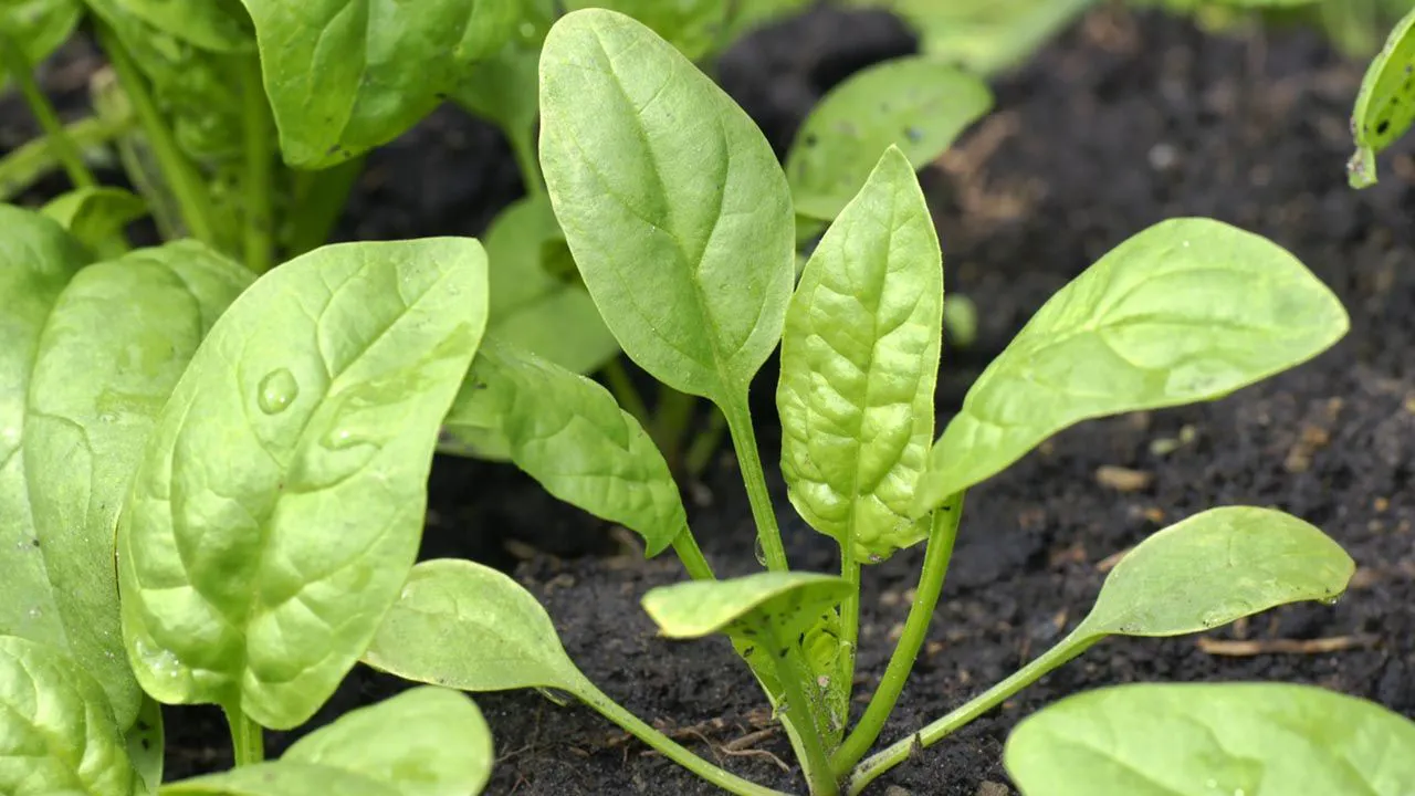huerta