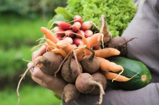 huerta-para-web-640x425