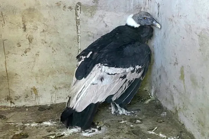Condor-andino-rescatado-en-Achiras