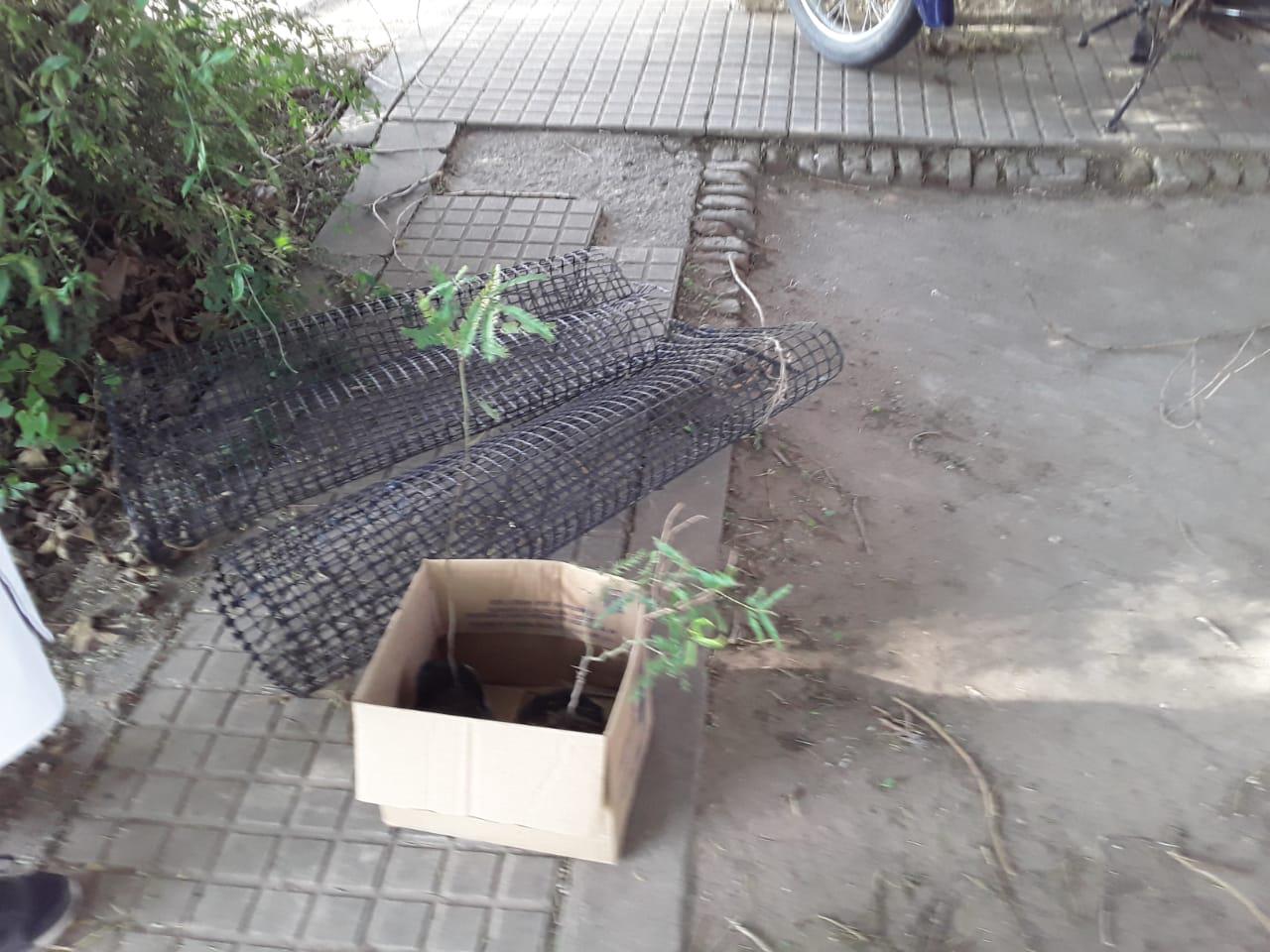 REPLANTEÁNDONOS LAS HIGUERAS (4)