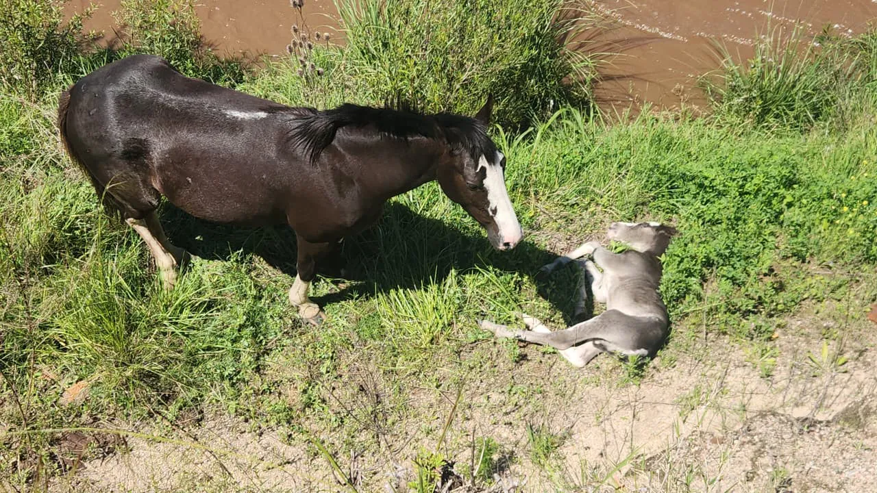 Imagen de WhatsApp 2025-11-08 a las 13.28.03_2b45b969