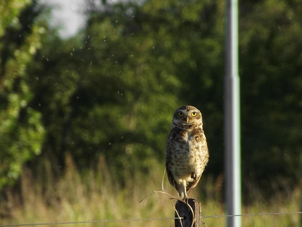 lechuza_poste