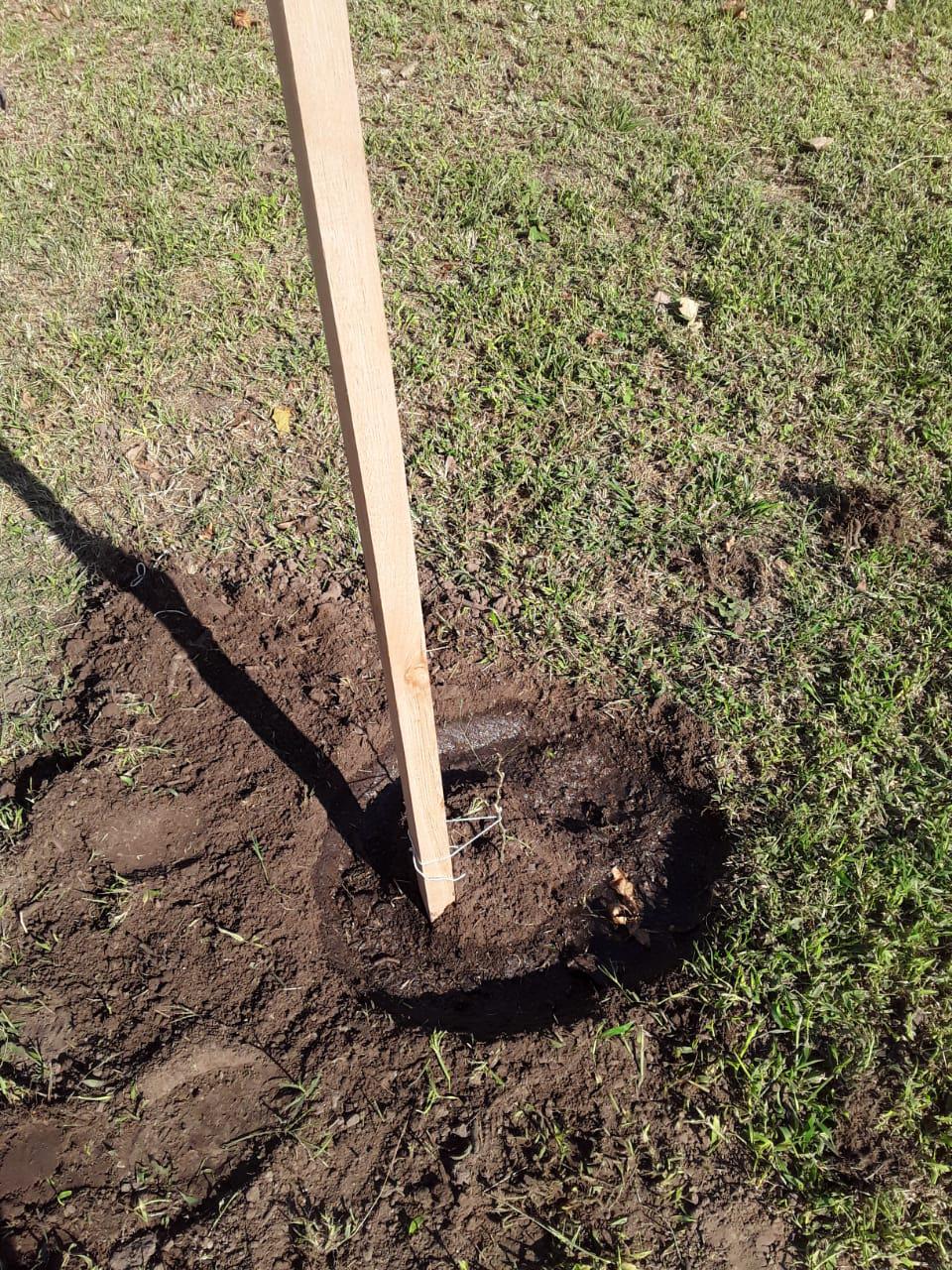 REPLANTEÁNDONOS LAS HIGUERAS (10)