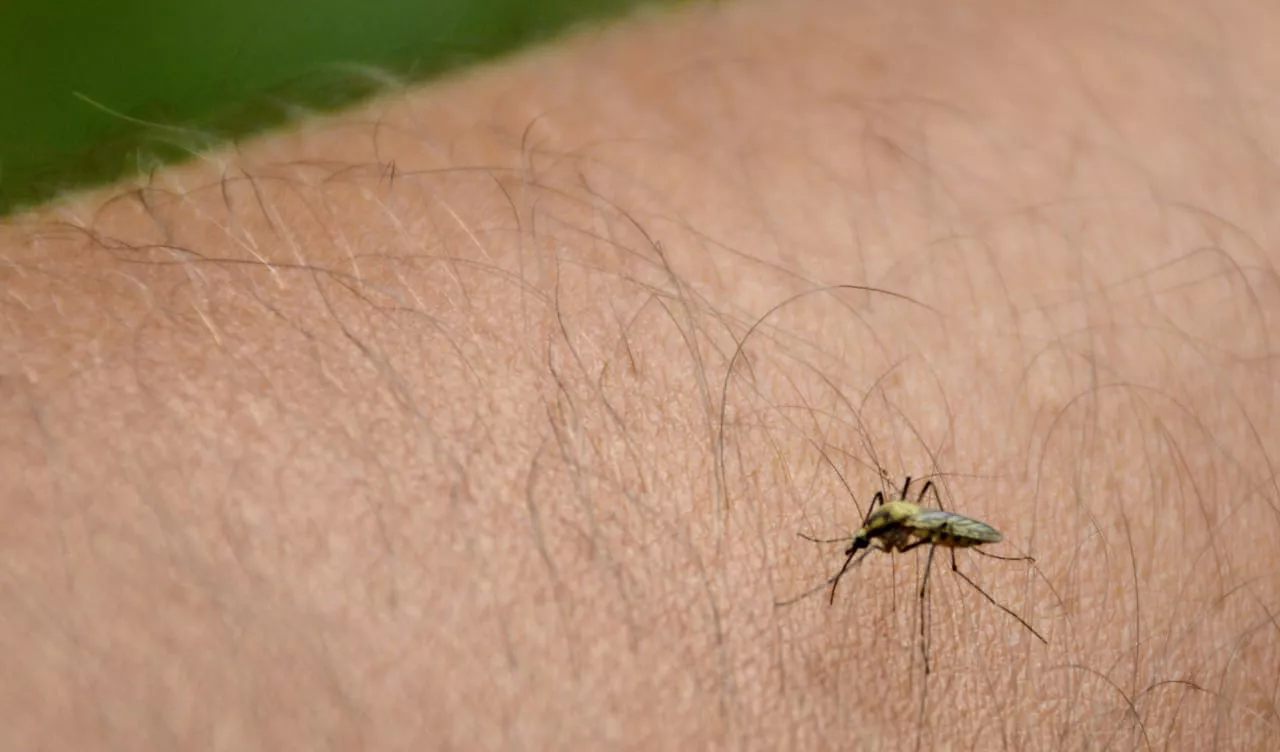 repelente-mosquito-dengue