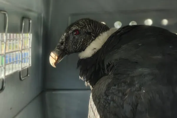 Condor-andino-rescatado-en-aAchitas