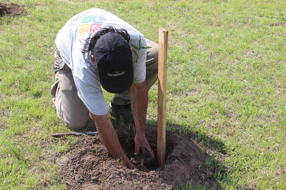 Forestación en el Loteo Municipal I