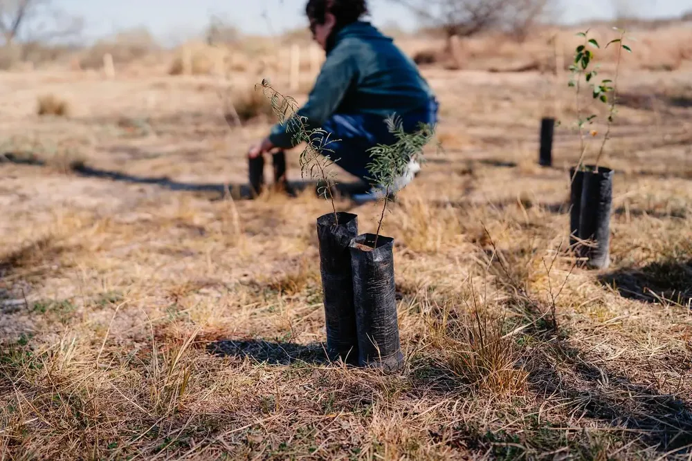 FORESTACIÓN DIA DEL ARBOL (8)