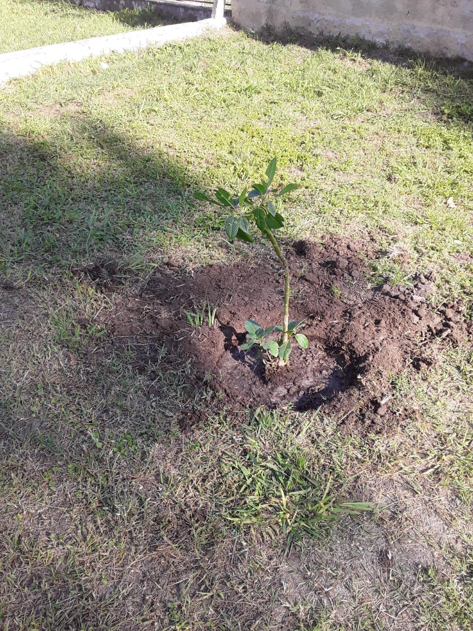 REPLANTEÁNDONOS LAS HIGUERAS (13)