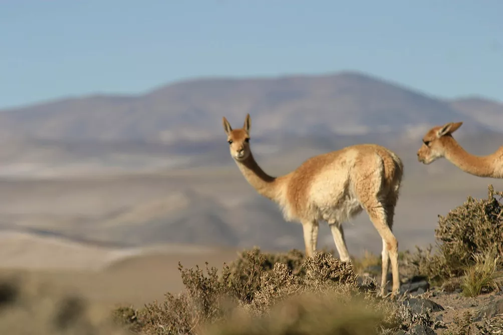 574e0cfecd1ca_1004x669