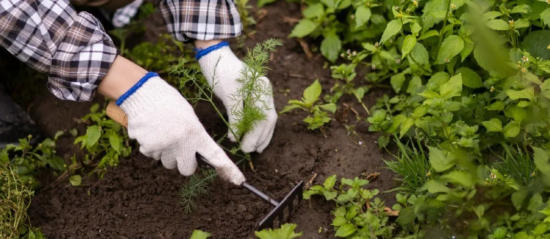 HUERTAS SUSTENTABLESSA