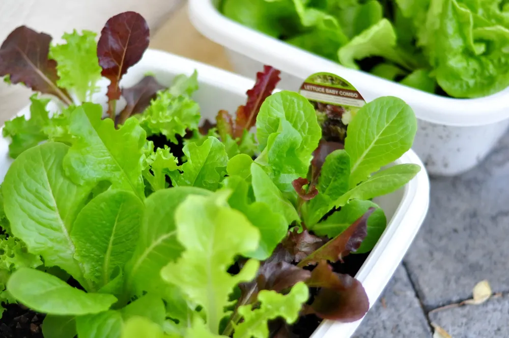 Baby-Lettuce-2-scaled