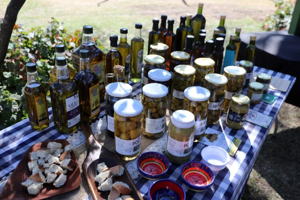 CAMINO DEL OLIVO (2)