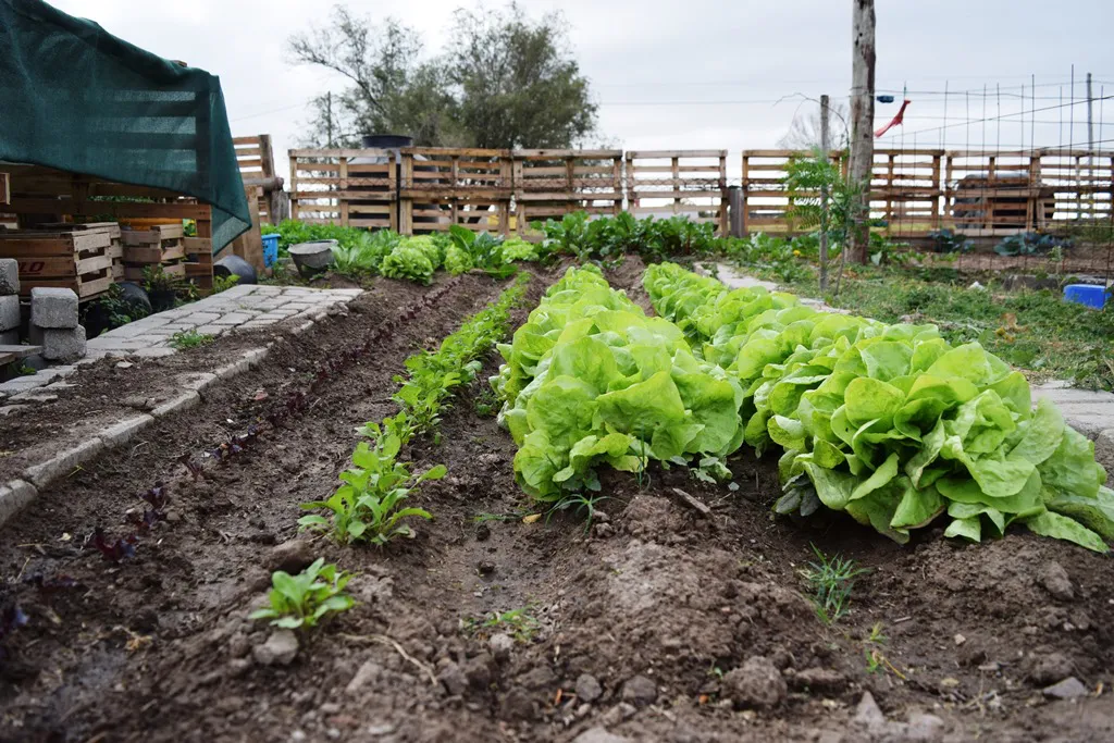 huerta comunitaria (2)