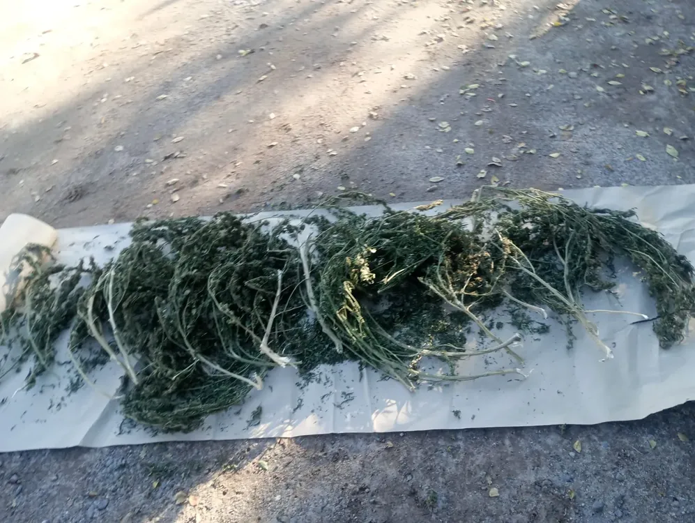 WhatsApp Image 2025-04-30 at 08.35.19 (1)